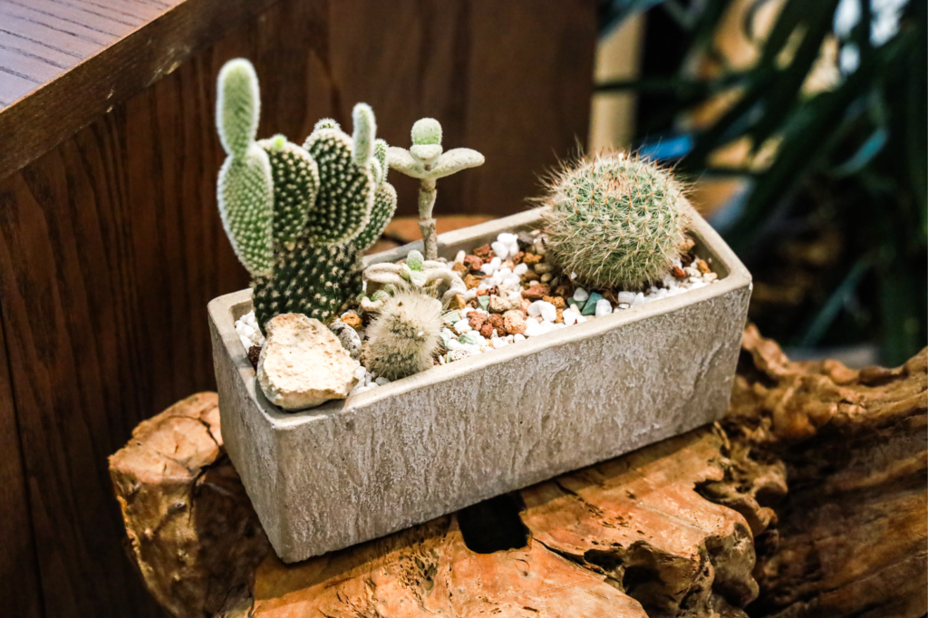 A Succulent Plant Care Guide For Beginners – The Nature Company